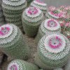 mammillaria_scrippsiana